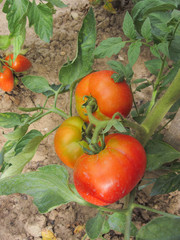 red tomato plants in a home made vegetable garden