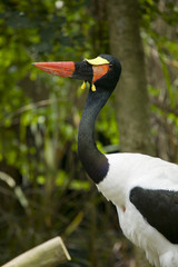 jabiru d'Afrique