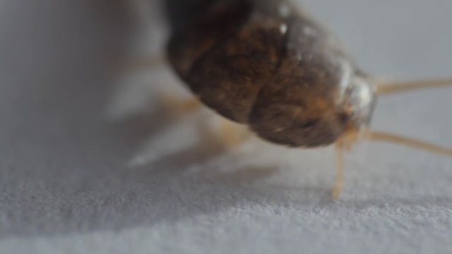 silverfish