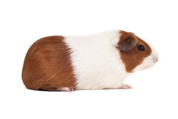 White-red two-tone guinea pig of Dutch breed sits in profile on a white background head to the right
