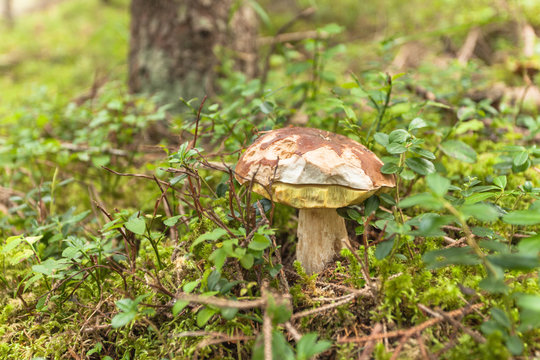 Boletus Edulis grown up inside a forest in Dolomites (Italy)