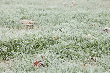 frost grass after a cold night in winter
