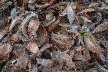 coconut shell's hair