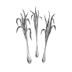 Beautiful vector hand drawn tea herb Illustration. 