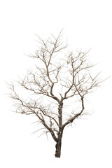 Fototapeta na wymiar Dead tree on white background.