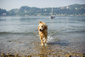 golden retriever dog bathes in Lake Maggiore, Angera, Lombardy, Italy