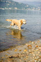 golden retriever dog bathes in Lake Maggiore, Angera, Lombardy, Italy