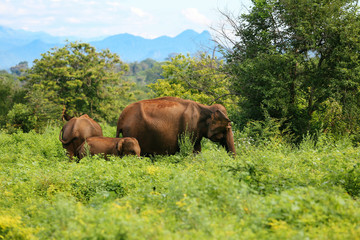 Fototapeta na wymiar Amazing elephants walking around the nature.