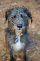 ANGRY LOOKING AMBER ORANGE EYES OF A BLAK WET DOG ON NATURAL BACKGROUND