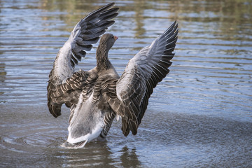 Greylag Goose Wildlife