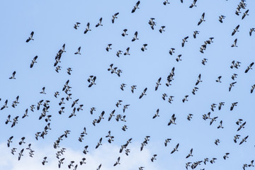 Flock of flying birds wildlife