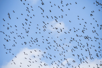 Flock of flying birds wildlife