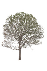 Obraz premium Tree isolated on white background.