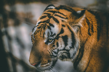 close up yellow eye tiger through fences