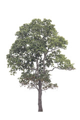 Tree isolated on white background.