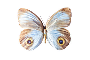 butterfly (taenaris urania) on white