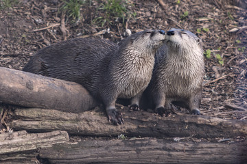 North American River Otters