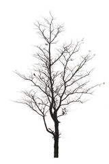 Dead tree on white background.
