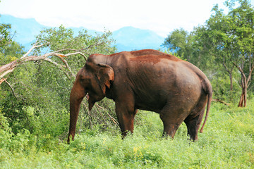 Amazing elephants walking around the nature.