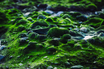 green surface of stone beach near the sea