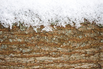 Tree bark covered on the snow