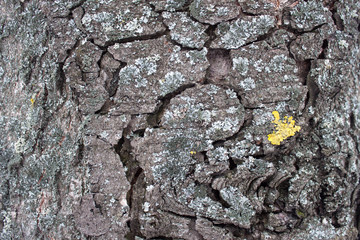 Closeup of the tree bark