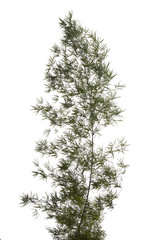 A clump of bamboos on white background.