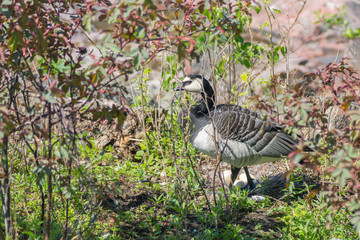 Barnacle Goose bird protects the nest with eggs located on the seashore in southern Finland