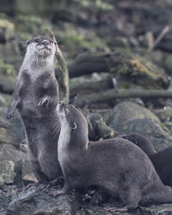 Obraz premium Asiatic short clawed otter