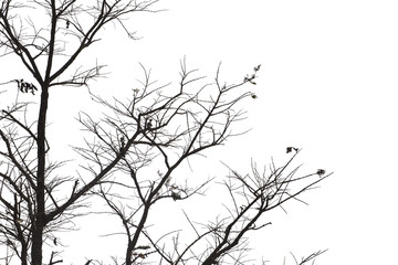 Dead branches , Silhouette dead tree or dry tree on white background