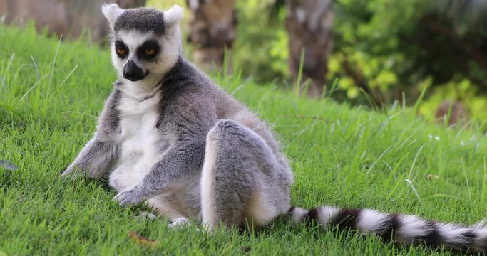 Ring-tailed lemur resting