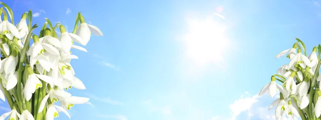 Fotobehang Krokus Wiese mit zarten Blumen im Frühling  © Thaut Images