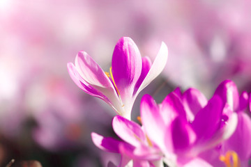 Wiese mit zarten Blumen im Frühling