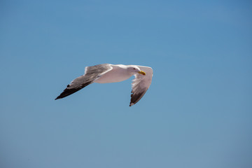 Seagull in flight