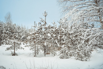Landscape with winter covered with snow trees