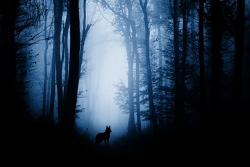 Foto op Plexiglas wolfssilhouet in donker fantasiebos © andreiuc88
