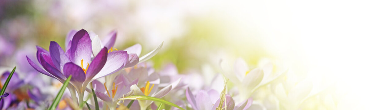 Wiese mit zarten Blumen im Fr&uuml;hling