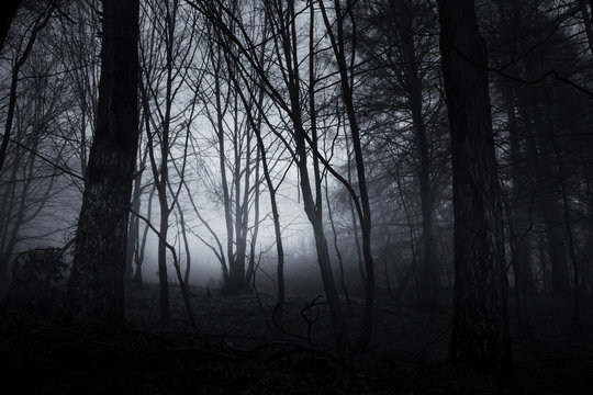 dark surreal forest, halloween landscape background