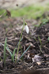 The first spring flowers white snowdrops in the forest illuminated by sunlight.
