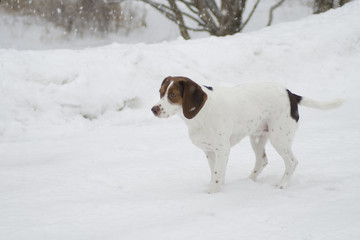 snow beagle 