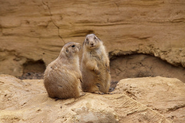 Schwarzschwanz-Präriehund (Cynomys ludovicianus)