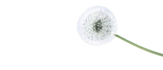 Schöne Pusteblume freigestellt © Thaut Images