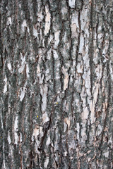 Fototapeta premium Closeup of the tree bark