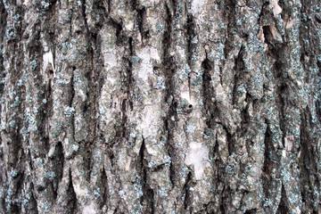 Closeup of the tree bark