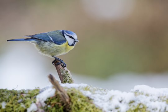 m&eacute;sange bleue