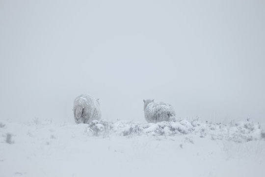 Rural snow scene and sheep