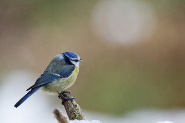 mésange bleue