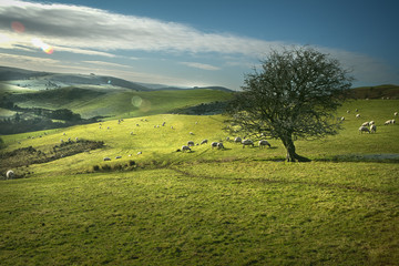 Fototapeta na wymiar Rural Sheep Hill farming