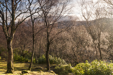 Obraz premium Natures Jewels / A view through the trees across Loch Sunart with the sun shining, Ardnamurchan, Lochaber, Scotland. 26 December 2017.