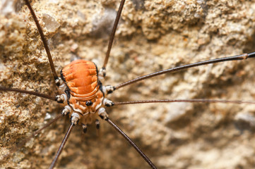 Harvestman / A macro image of a male Harvestman, Leiobunum rotundum, shown the body structure and leg joints. September 2014